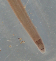 Glossiphoniidae