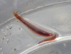 Glossiphoniidae