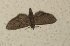 Eupithecia miserulata