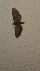 Eupithecia miserulata