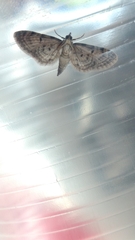 Eupithecia miserulata