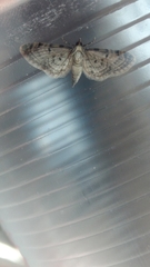 Eupithecia miserulata
