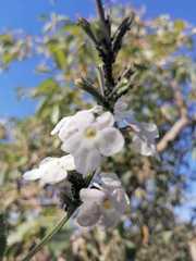 Pitraea cuneato-ovata