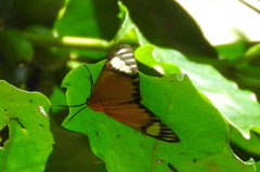 Calodesma maculifrons