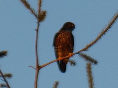Falco columbarius suckleyi