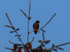 Falco columbarius suckleyi