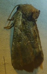 Meropleon ambifusca