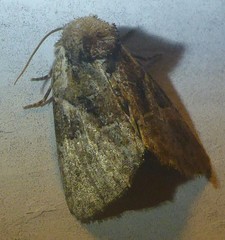 Meropleon ambifusca