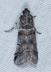 Acrobasis tricolorella