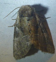 Meropleon ambifusca