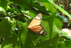 Calodesma maculifrons