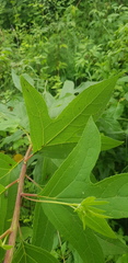 Digitacalia jatrophoides