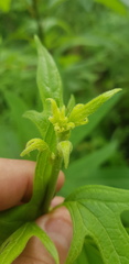 Digitacalia jatrophoides