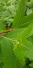 Digitacalia jatrophoides