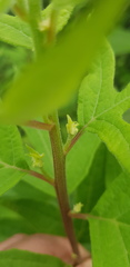 Digitacalia jatrophoides