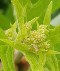 Digitacalia jatrophoides