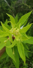Digitacalia jatrophoides