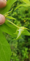 Digitacalia jatrophoides