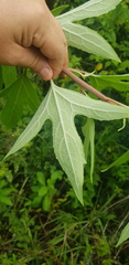 Digitacalia jatrophoides