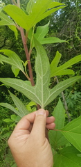 Digitacalia jatrophoides