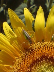 Poecilimon macedonicus