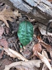 Tipularia discolor