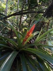 Guzmania berteroniana