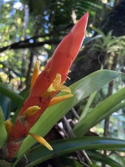 Guzmania berteroniana