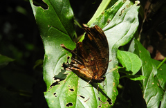 Consul fabius cecrops