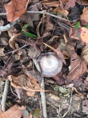 Fungi