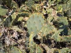 Opuntia engelmannii