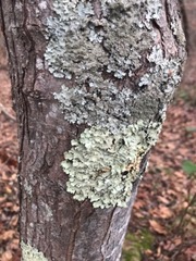 Fungi