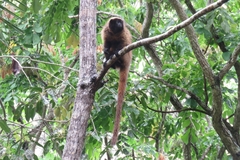 Callicebus personatus