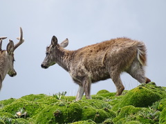 Odocoileus virginianus ustus