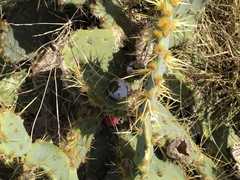 Opuntia engelmannii