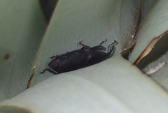 Scyphophorus yuccae