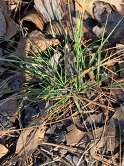 Corynephorus canescens