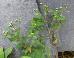 Dichrocephala benthamii