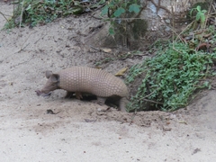 Cabassous unicinctus