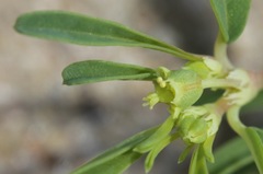 Euphorbia parryi