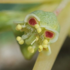 Euphorbia parryi