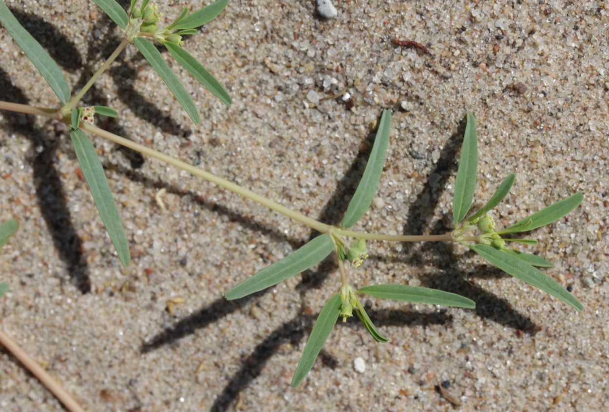 Euphorbia parryi