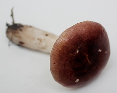 Cortinarius salor