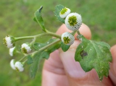 Dichrocephala benthamii