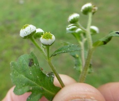 Dichrocephala benthamii