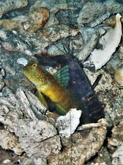 Cryptocentrus sericus