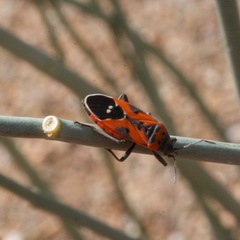 Lygaeus reclivatus