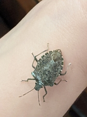 Halyomorpha halys