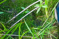 Eleocharis flavescens