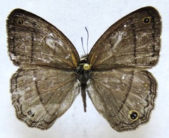 Cissia pompilia